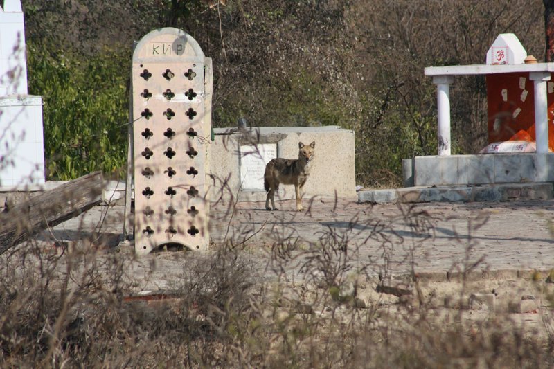 A jackal stands guard over a Hindu Shrine