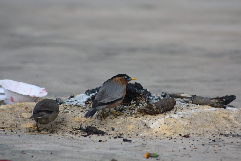 Birds bickering over food