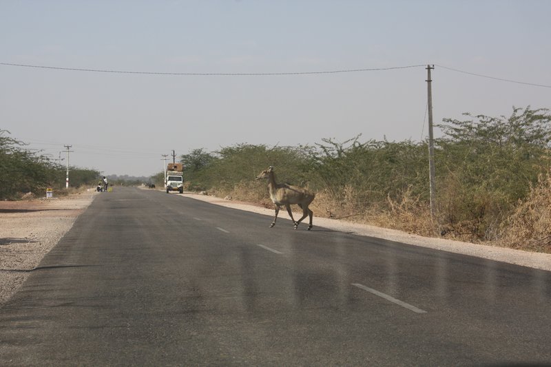 A Nilgai crosses the road