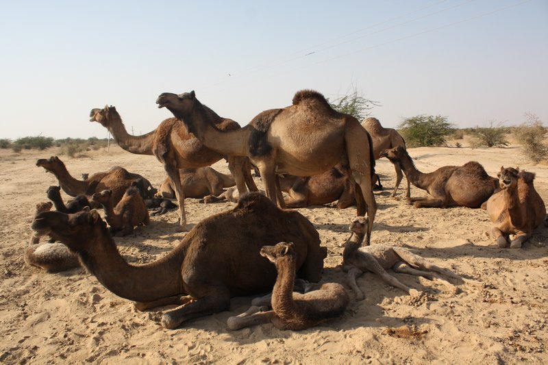 Herd of Camels