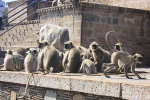 Langurs gather at the Kali Temple