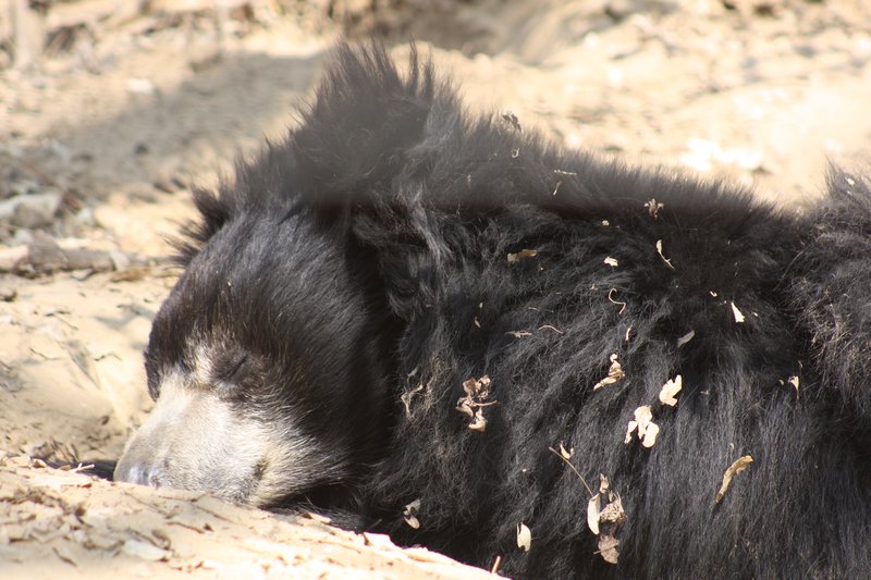 A blind bear rests in the sun