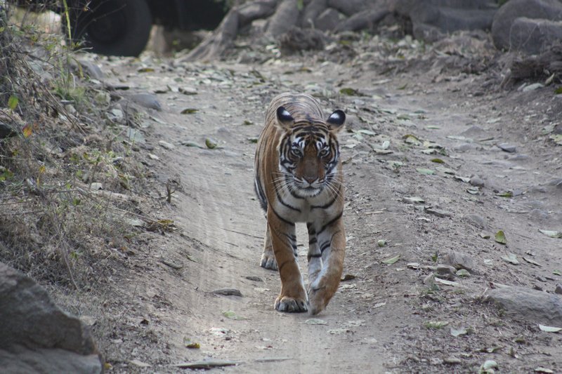 Our first Tiger pads towards us