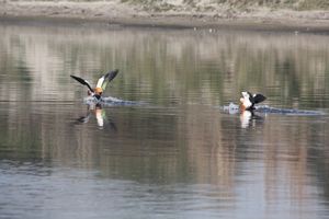 Waterbirds land upon the Yamuna