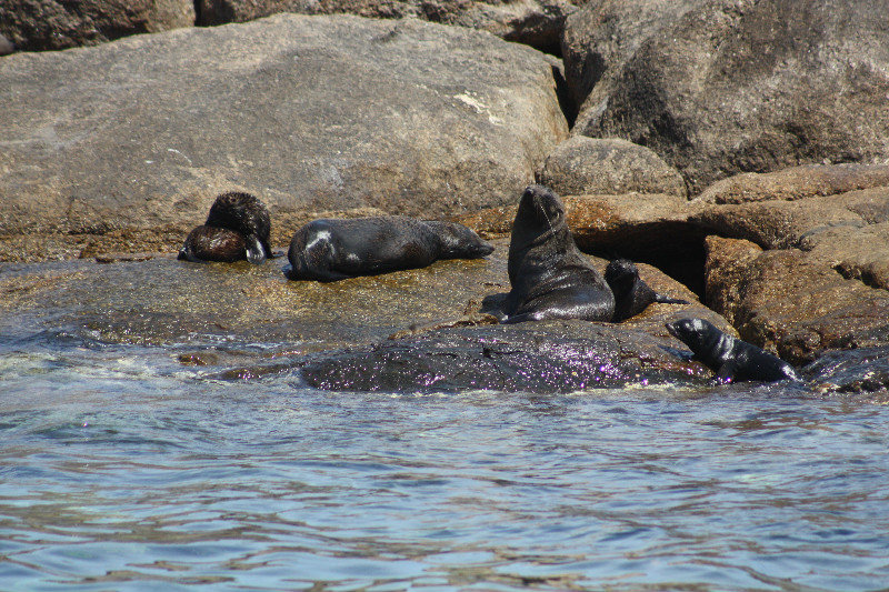 New Zealand fur seals sun themselves