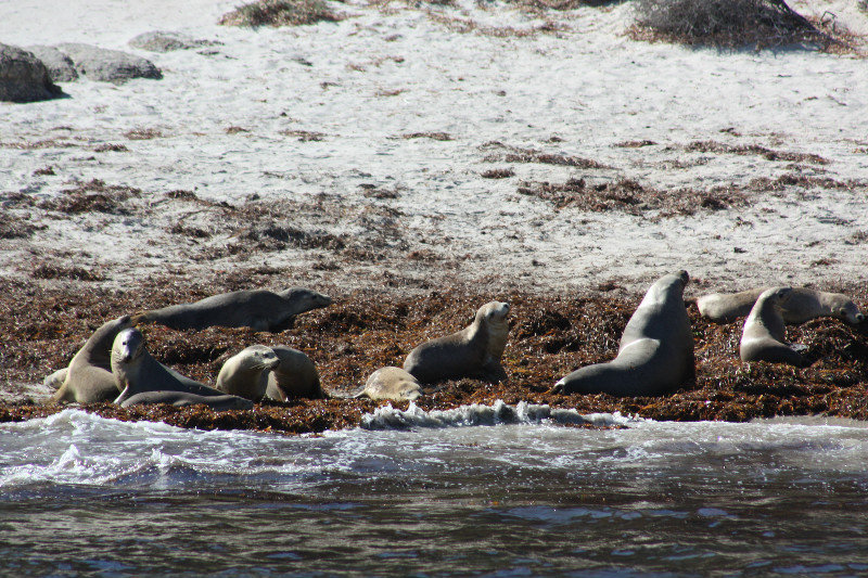 Sea lions resting on the beach