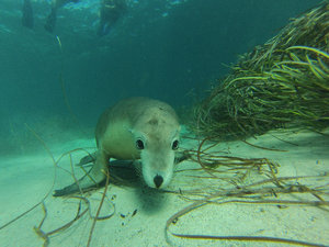 Swimming with sea lions