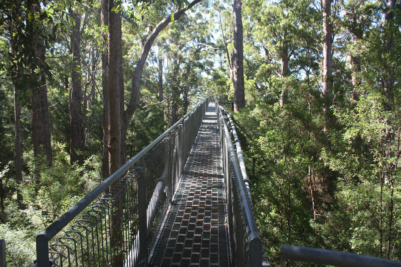 The start of the tree top walk