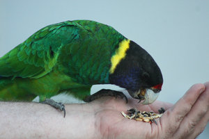 A 28 parrot