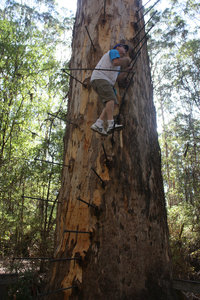Climbing the Gloucester Tree