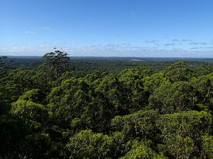 The forest canopy from the Gloucester Tree