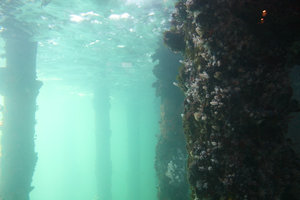 Under the jetty