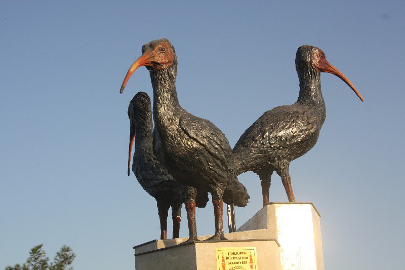 Bald headed ibis