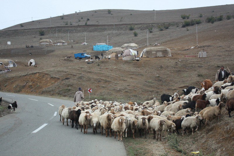 Nomads moving their herds before winter