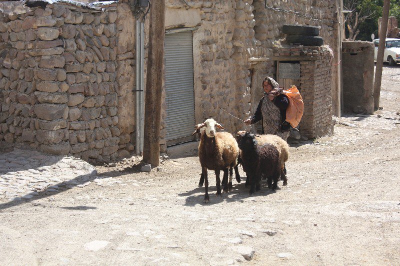 A villager herds her sheep