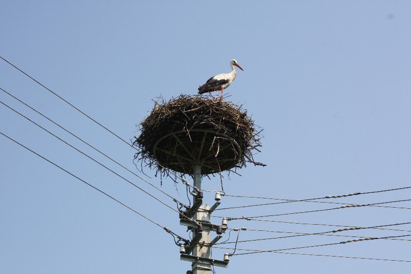 A stork on his nest