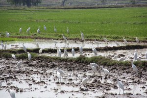 Birds in a rice paddy