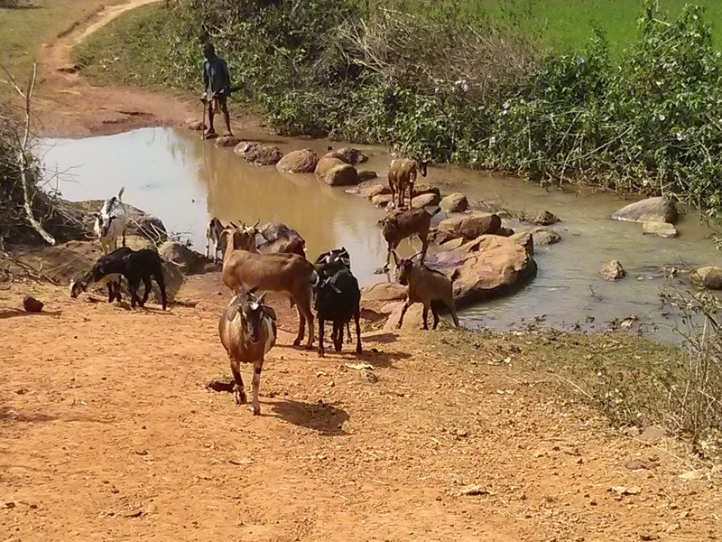 Goat crossing