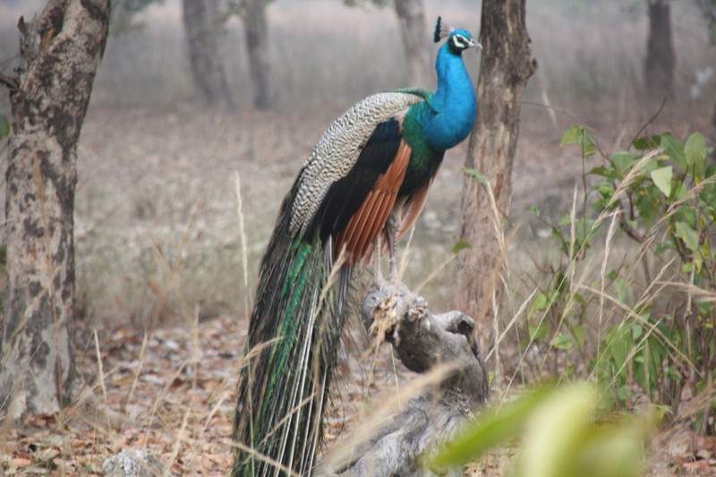 India's national bird