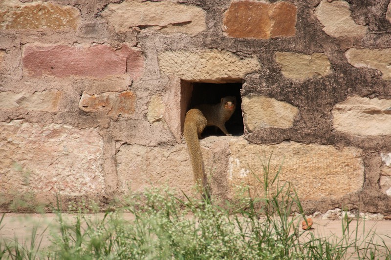 A mongoose watches from a bolt hole