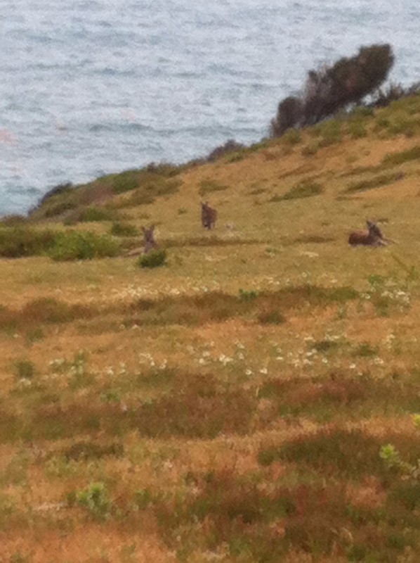 Kangaroos on the headland above Boat Harbour Road