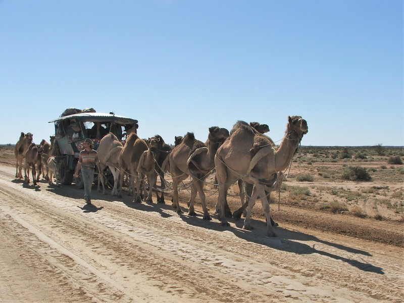 Camel gypsies