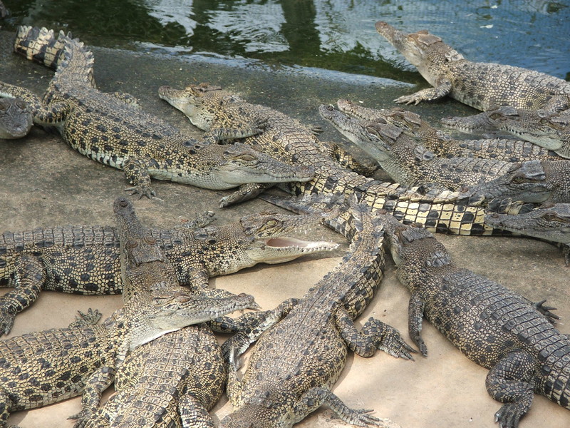 Fresh water crocodiles