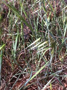Stumpy Lizard in the grass