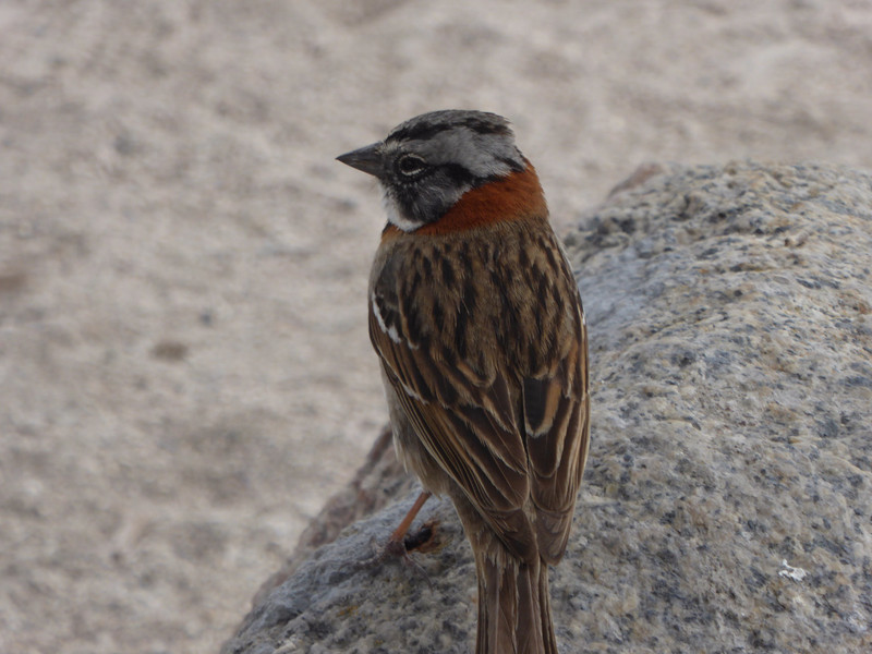 Rufous-collared sparrow 