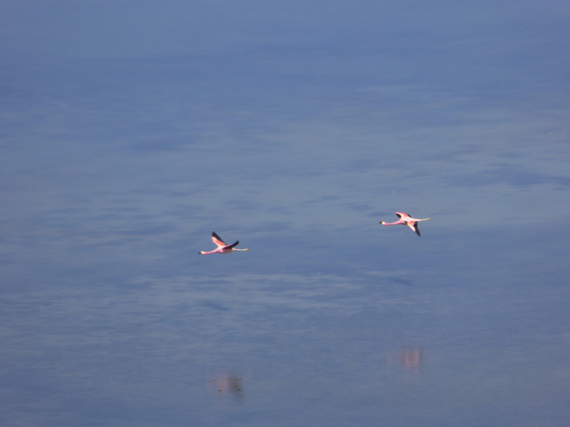 Flamingos on the wing 