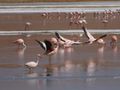 Flamingos take to the air