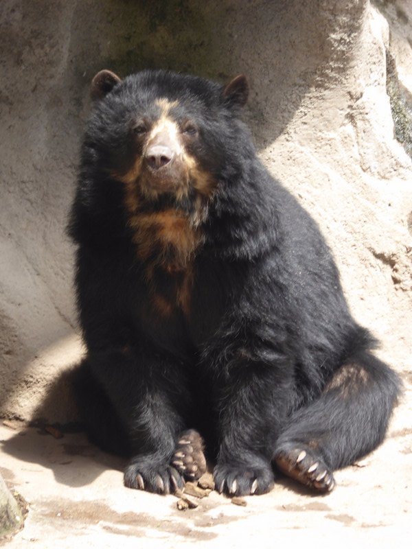 My first Spectacled Bear 