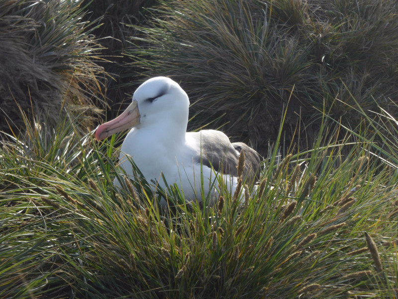 Black Browed Albatross nesting