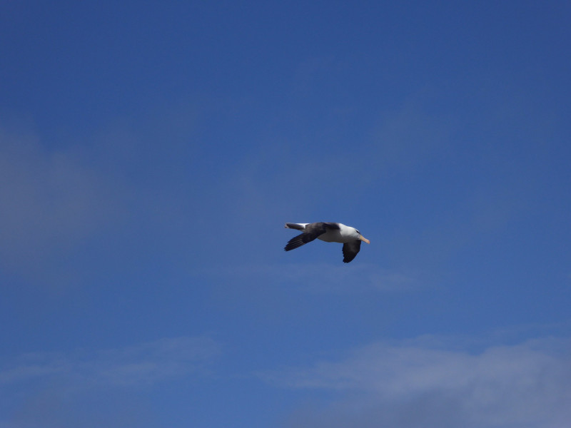 Black Browed Albatross in flight 