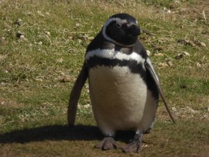 Magellanic Penguin 