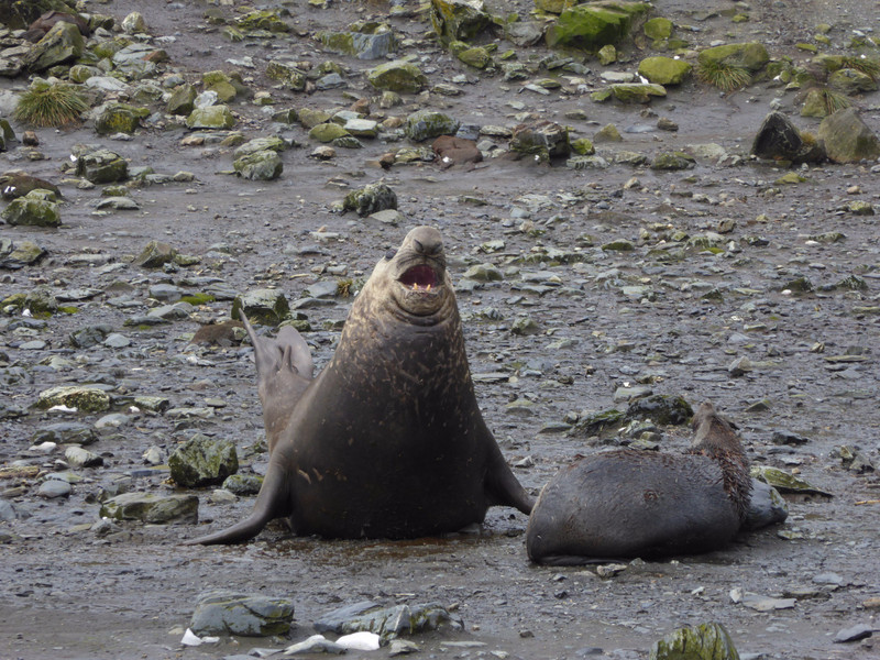 A big male Elephant Seal challenges a competitor