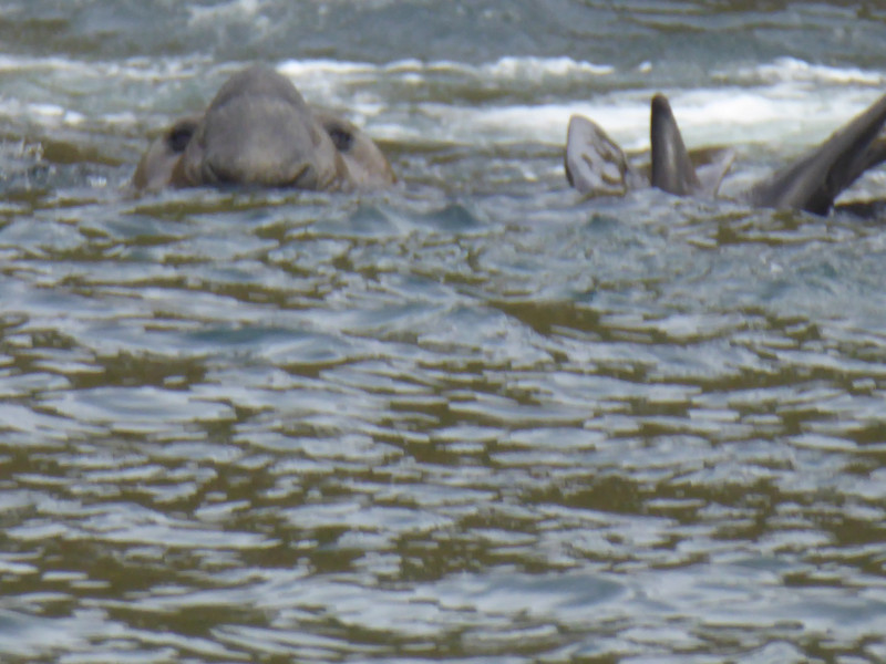 Elephant Seal in the water 