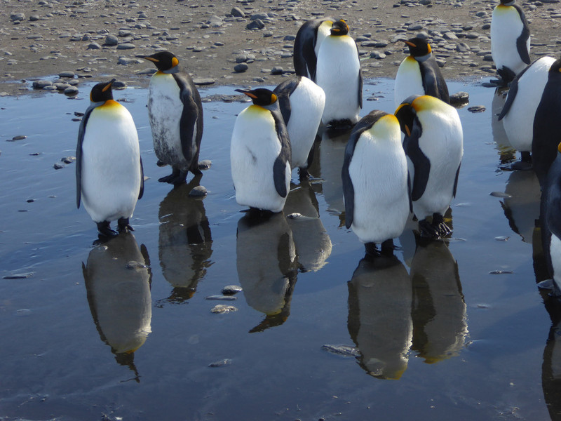 King Penguins 