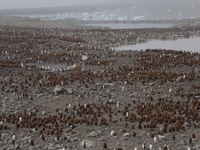 Massive King Penguins colony
