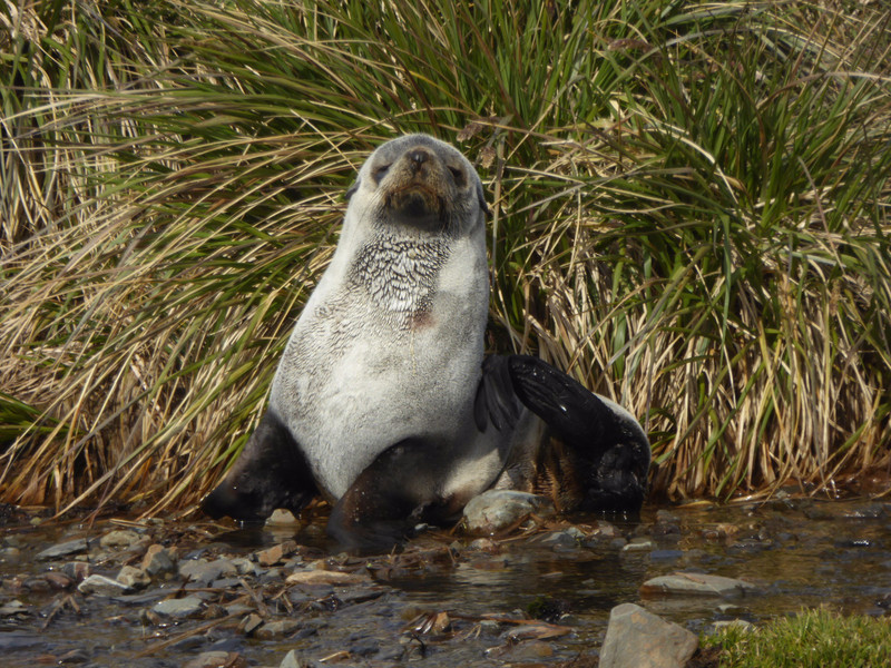 Adolescent Fur Seal