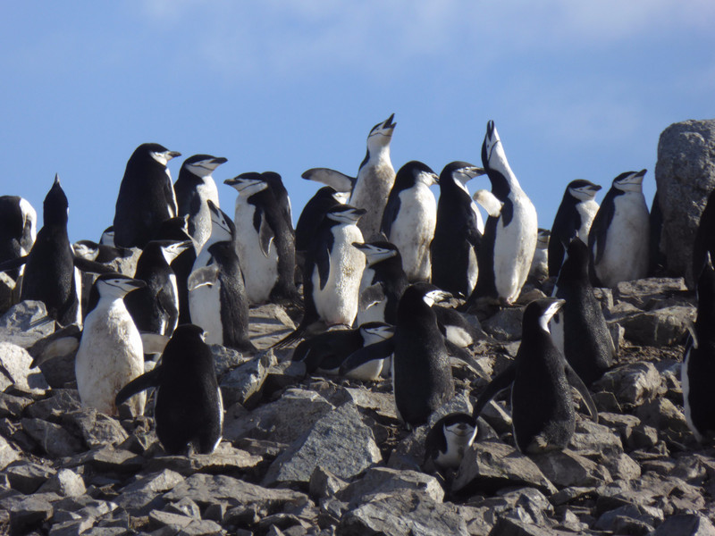 Chinstrap Penguin colony 