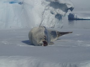 Powing crab seal on an iceberg