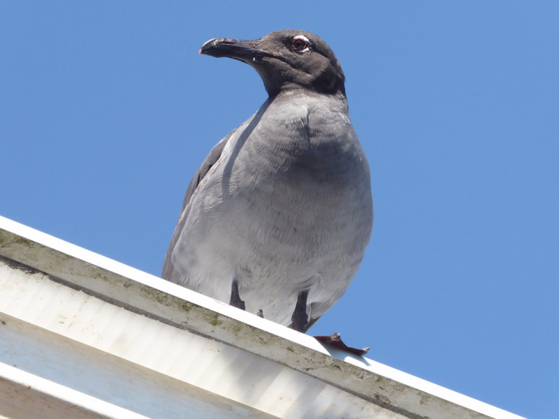 Lava gull