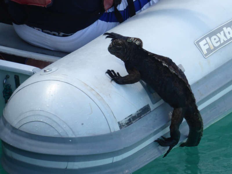 Marine iguana climbing onto a boat