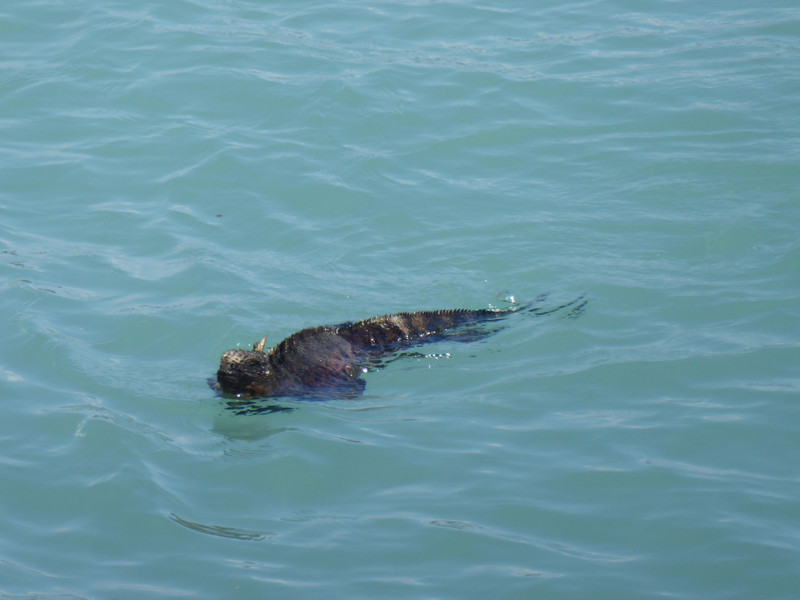 My first sighting of a swimming iguana