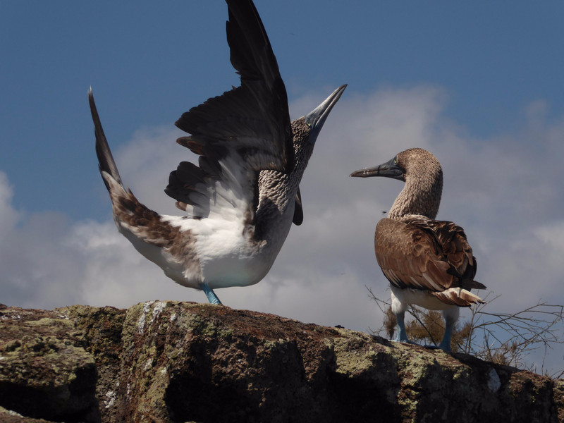 Mating ritual of the Blue footed booby 