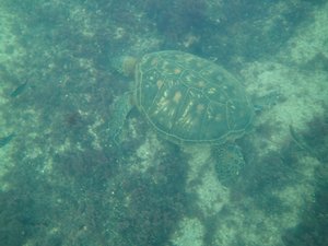 Sea turtle feeding