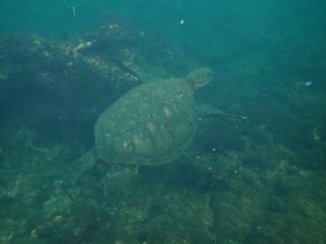 My first sea turtle underwater 