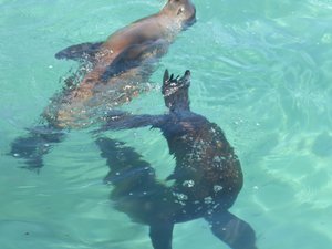 Sea lions playing 