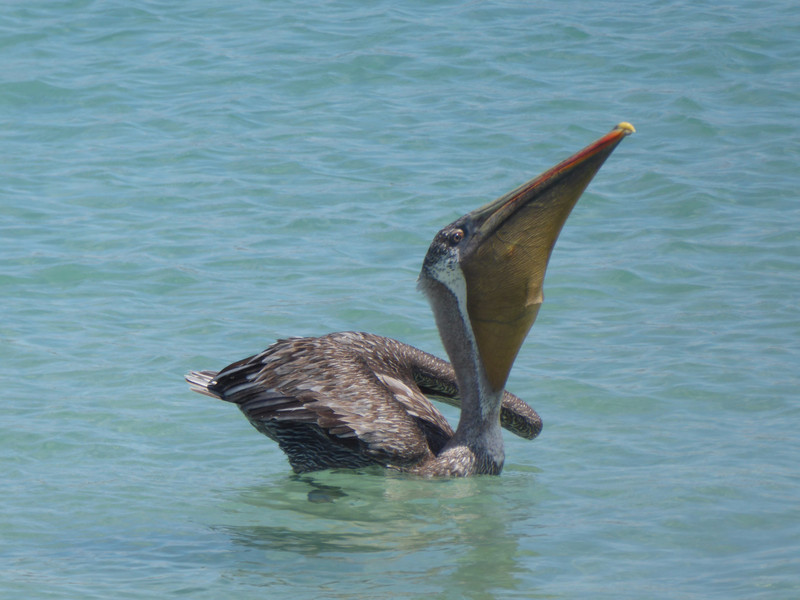 Brown pelican having a meal